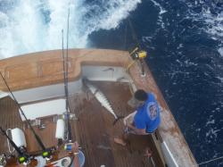 Marauder Sportfishing Photo - Click for larger image
