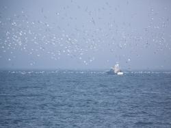 Marauder Sportfishing Photo - Click for larger image