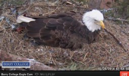 Berry College Eagle Cam